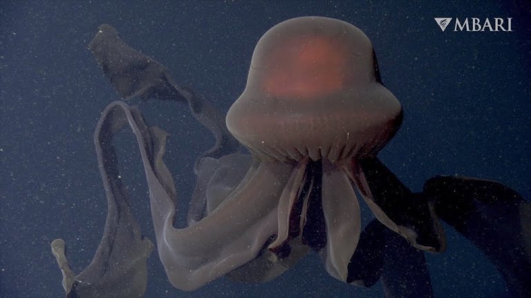 Giant Phantom Jellyfish