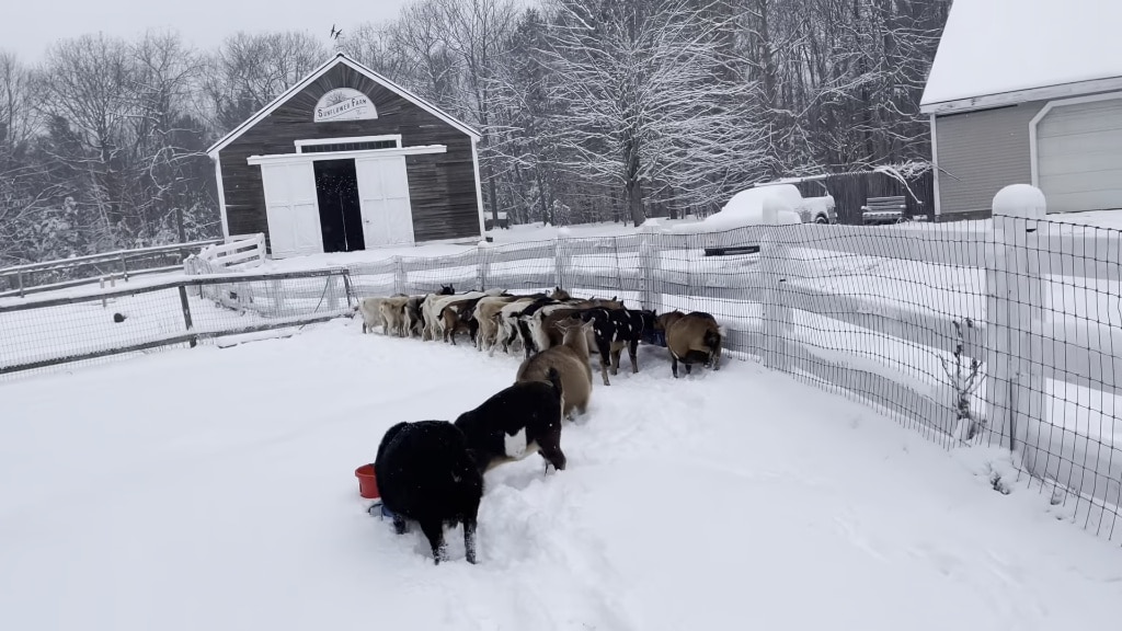 Goats Dine Al Fresco in the First Snow of Winter