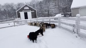 Goats enjoy First snow