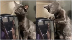 Kitten Humidifier