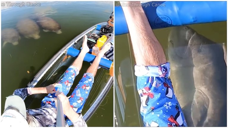 Man in Santa PJs in See Through Canoe Manatees