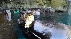 Otter Eating Oysters