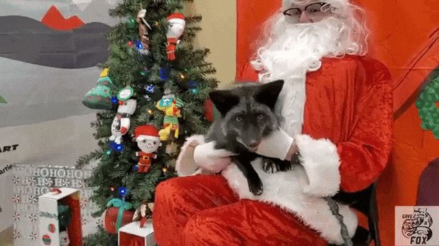 Sly the Fox Meets Petsmart Santa
