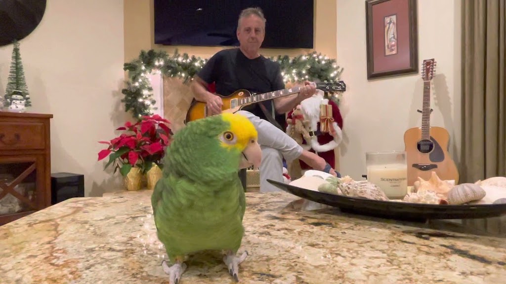 Tico the Singing Parrot TNT