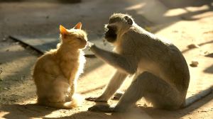 Vervet Monkeys and Cats