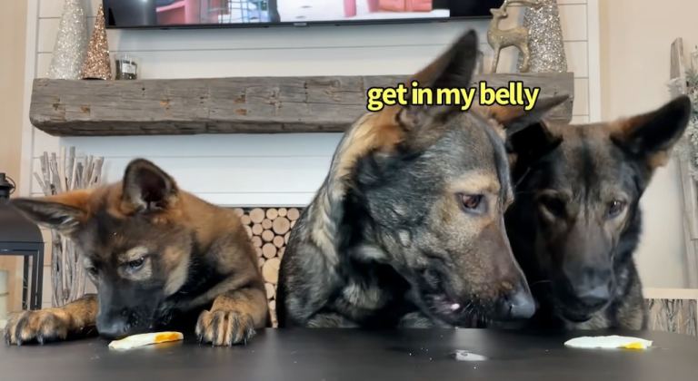 3 German Shepherds Review Foods