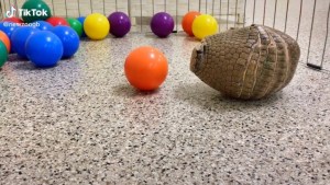 Armadillo Plays With Colored Balls