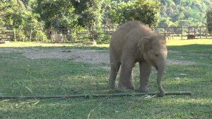 Baby Elephant Plays With Bamboo