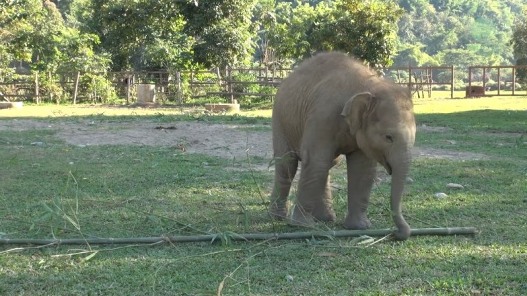 Baby Elephant Plays With Bamboo