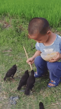Boy Feeding Birds With Skewer