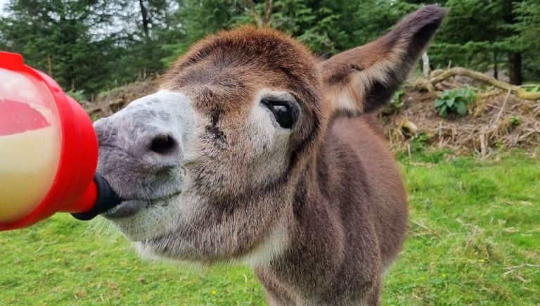 Donkey Raised by Humans