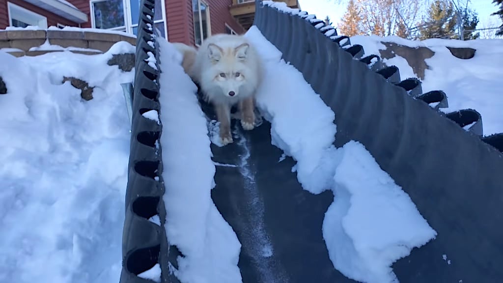Fluffy Female Foxes Slide Down Snowy Ramp