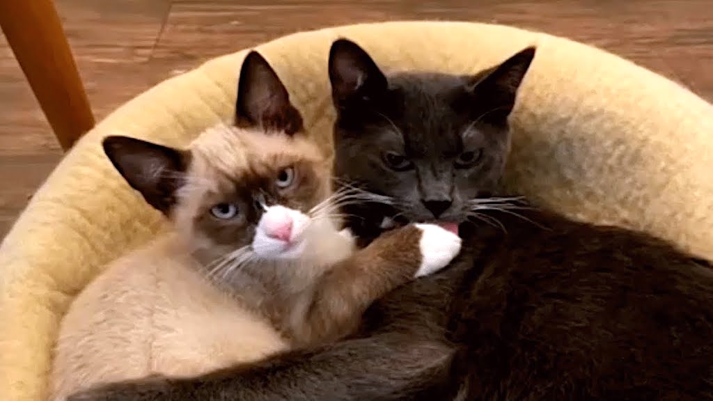 Kitten Provides Emotional Support