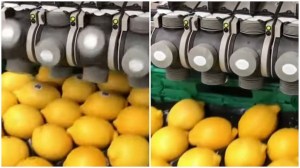 Lemon Labelling Machine