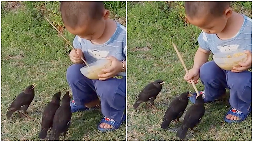 Little Boy Feeds Birds From His Own Bowl With Skewer