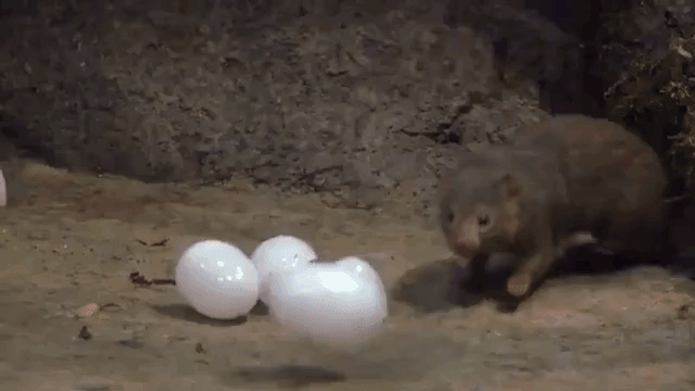 Mongooses Play With Plastic Eggs