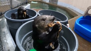 Otters in Tubs