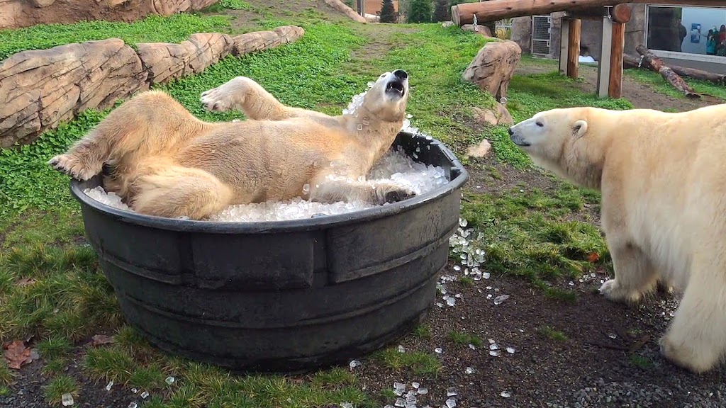 Pair of Polar Bear Sisters Play in Tub of Ice