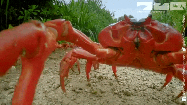 Red Crab Tries to Eat Robotic Crab