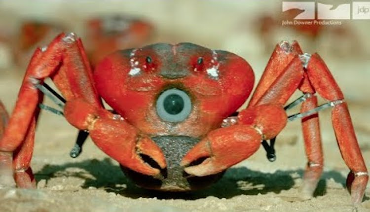 Robotic Red Crab Spy in the Wild