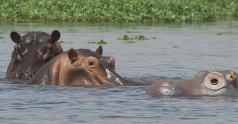 Robotic Spy Hippo