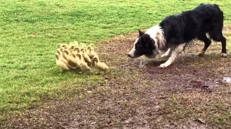 Border collie herding ducklings