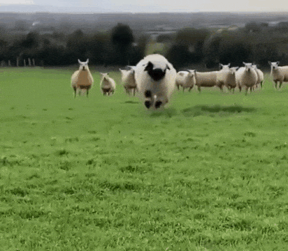 Bouncing Sheep