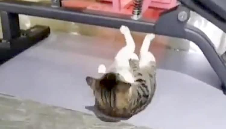 Cat Does Situps at Gym