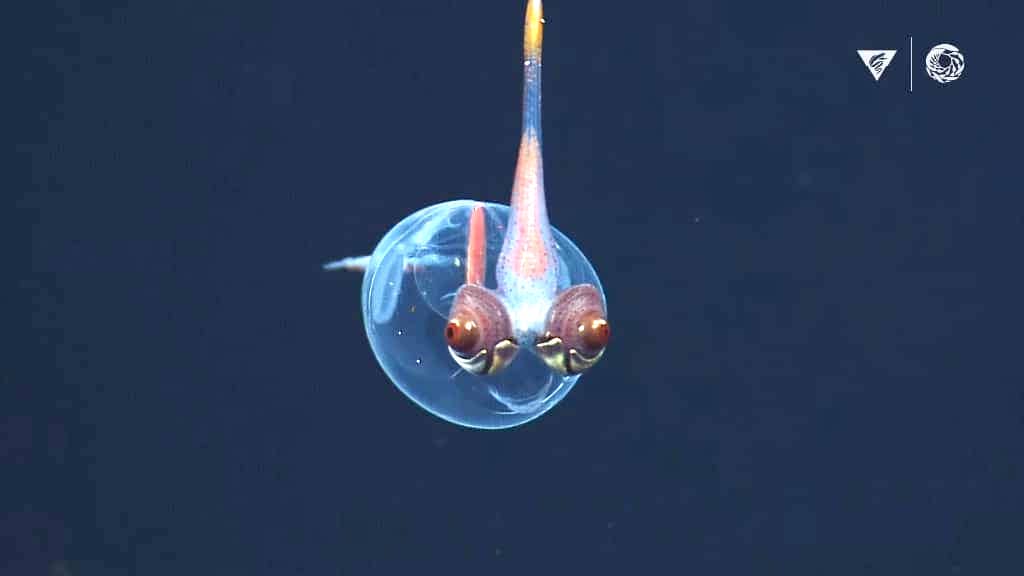 Why Deep-Sea Aquatic Animals Look So Weird