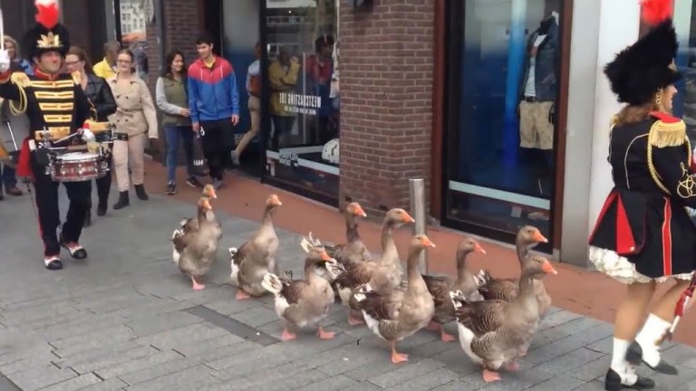 Goose Parade