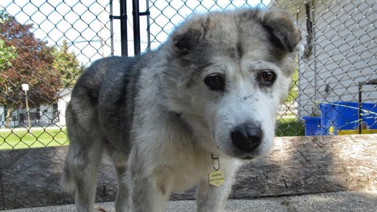 Larry the Rescued Senior Husky