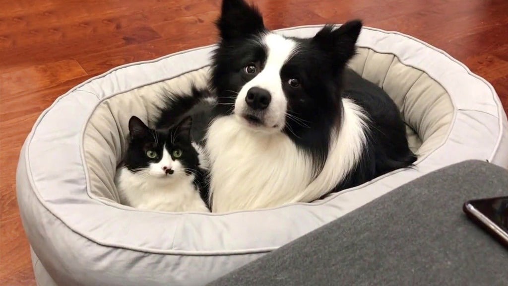 Matching Cat and Dog