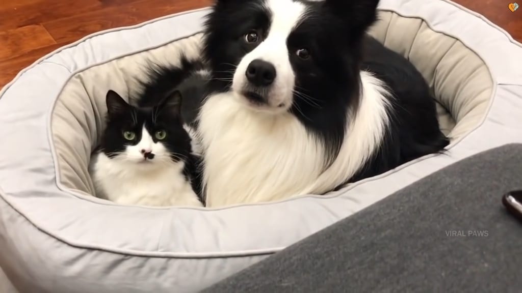 Matching Cat and Dog