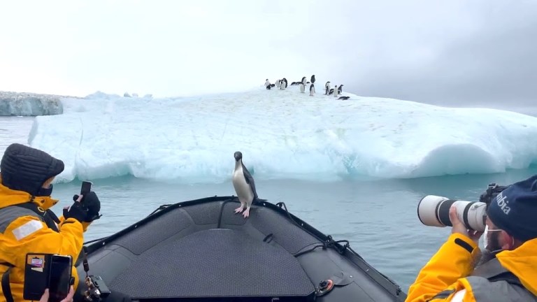 Penguin Catches Ride on Zodiac Boat