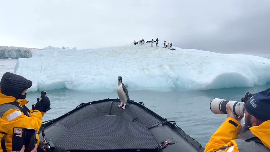 Penguin Hops Ride on Zodiac Boat