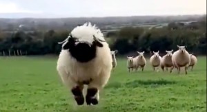 Sheep Bounces for Treats