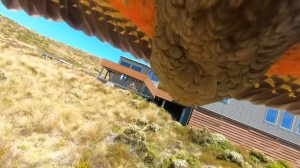 Wild Kea Flies Away With GoPro