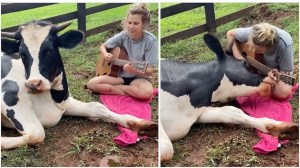 Woman Lovingly Serenades Cow