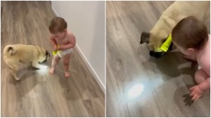 Baby Pug Flashlight