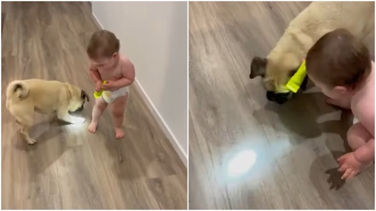 Baby Pug Flashlight