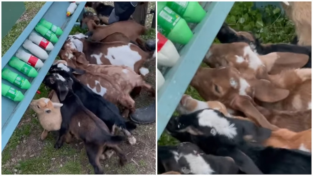 Box Feeding Many Goats