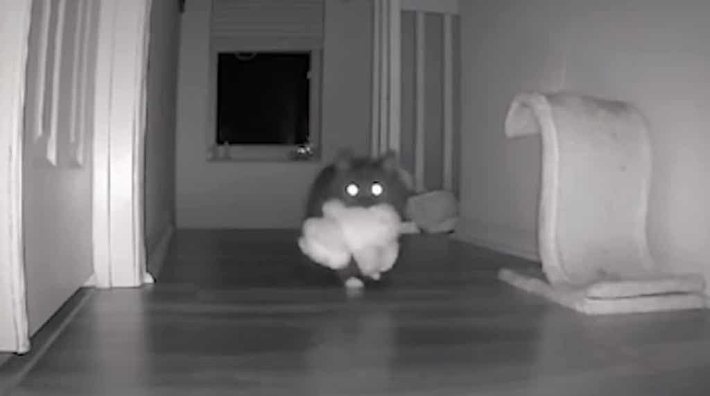Cat Caught on Camera Stealing Stuffed Animals
