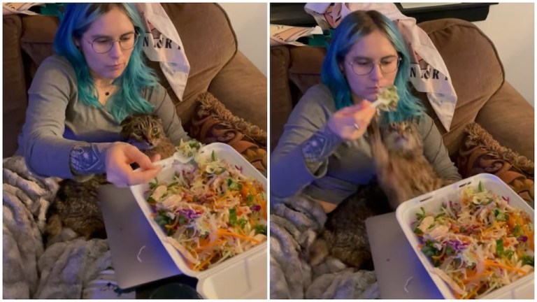 Cat Swats Away Salad