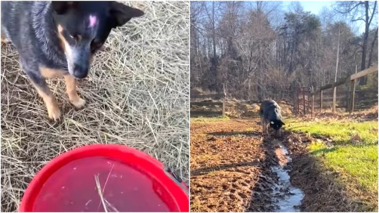 Cattle Dog Digs Trench