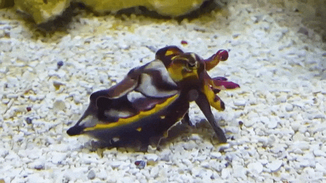 Changing Color Cuttlefish