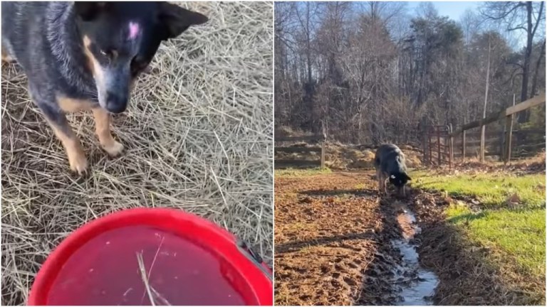 Dog Digs Trench