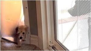 Dog Teaches Puppy to Use Doggie Door
