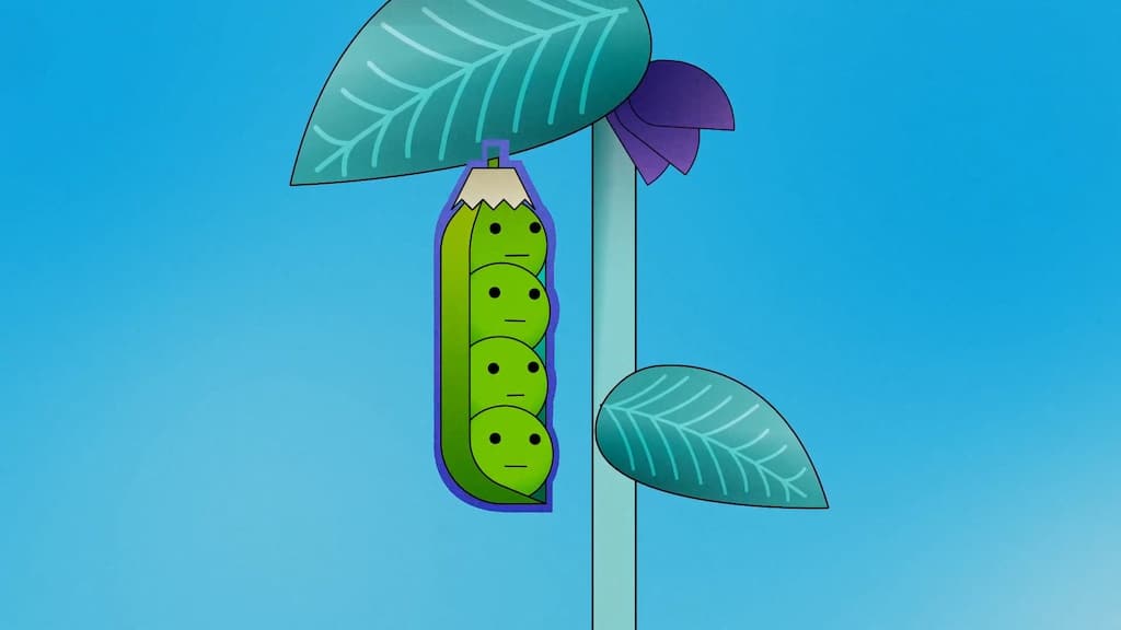 An Amusing Animation About the Life Cycle of Peas