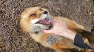 Finnegan Fox Laughing