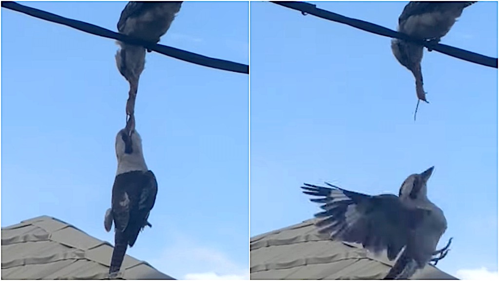 Kookaburras Beak to Beak on Electrical Wire